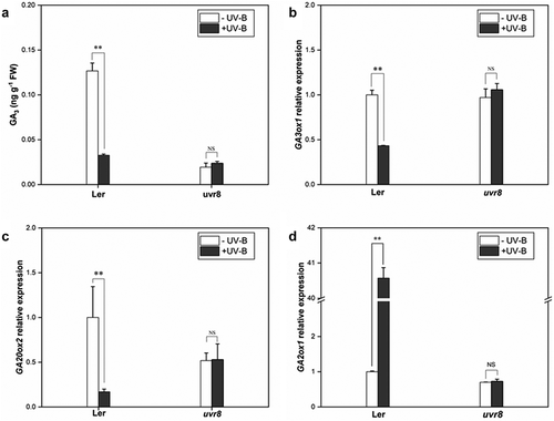 Figure 3. UV-B influences the expression of GA metabolic genes via UVR8. Wild type (Col) and uvr8-2 seedlings were grown in white light for 7 days and exposed to ±UV-B for 4 h