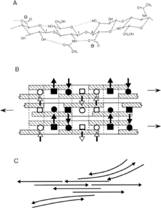 FIG. 1 The primary, secondary, and tertiary structures of HA in solutions. (A) The primary structure of HA consists of repeating dissacharide units of D-glucoronic acid and N-acetyl-D-glucosamine with up to 5 hydrogen bonds existing between each two neighboring disaccharides. The secondary structures are formed as tape-like 2-fold helices by twisting each disacchride unit through 180° compared with those ahead and behind it in the chain. (B) The β -sheet tertiary structure tertiary structure is energetically stabilized by interactions between hydrophobic patches hatched and intermolecular hydrogen bonding between the acetamido ▪and □ and carboxylate groups (• and ○). (C) Schematic networks of HA molecules as a results of intermolecular aggregation (Reprinted with permission from Scott and Heatley Citation1999).