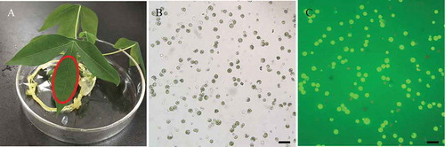 Figure 5. Isolation of protoplasts from cassava green tissue. (A) Representative healthy 8-weeks-old cassava seedling used for protoplasts isolation. Red markers indicate the optimal sections of seedlings yielding protoplasts. (B) Bright field image of protoplasts obtained under an Olympus microscope with a 20× objective. (C) Protoplasts stained with FDA under ultraviolet light obtained under an Olympus microscope with a 20× objective. The bars = 25 µm.