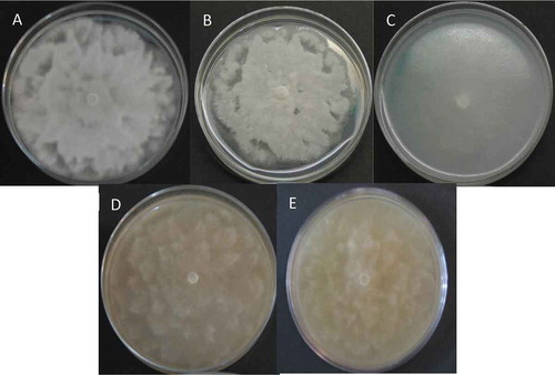 Fig. 2 (Colour online) Colony morphology of Phytophthora tropicalis PtCa-14 in different media. (a) PDA; (b) SDA; (c) corn flour; (d) chocolate; and (e) V8. Stellate to petallate colony pattern after the phytopathogen was grown for 5 d at 28°C. No sexual structures were observed