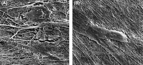 Figure 5. SEM images of cultured Schwann cells on the nanofibrous mats. (A) The un-modified nanofibrous PHBV mat, (B) The chitosan-crosslinked nanofibrous mat (Mag: 2000×).