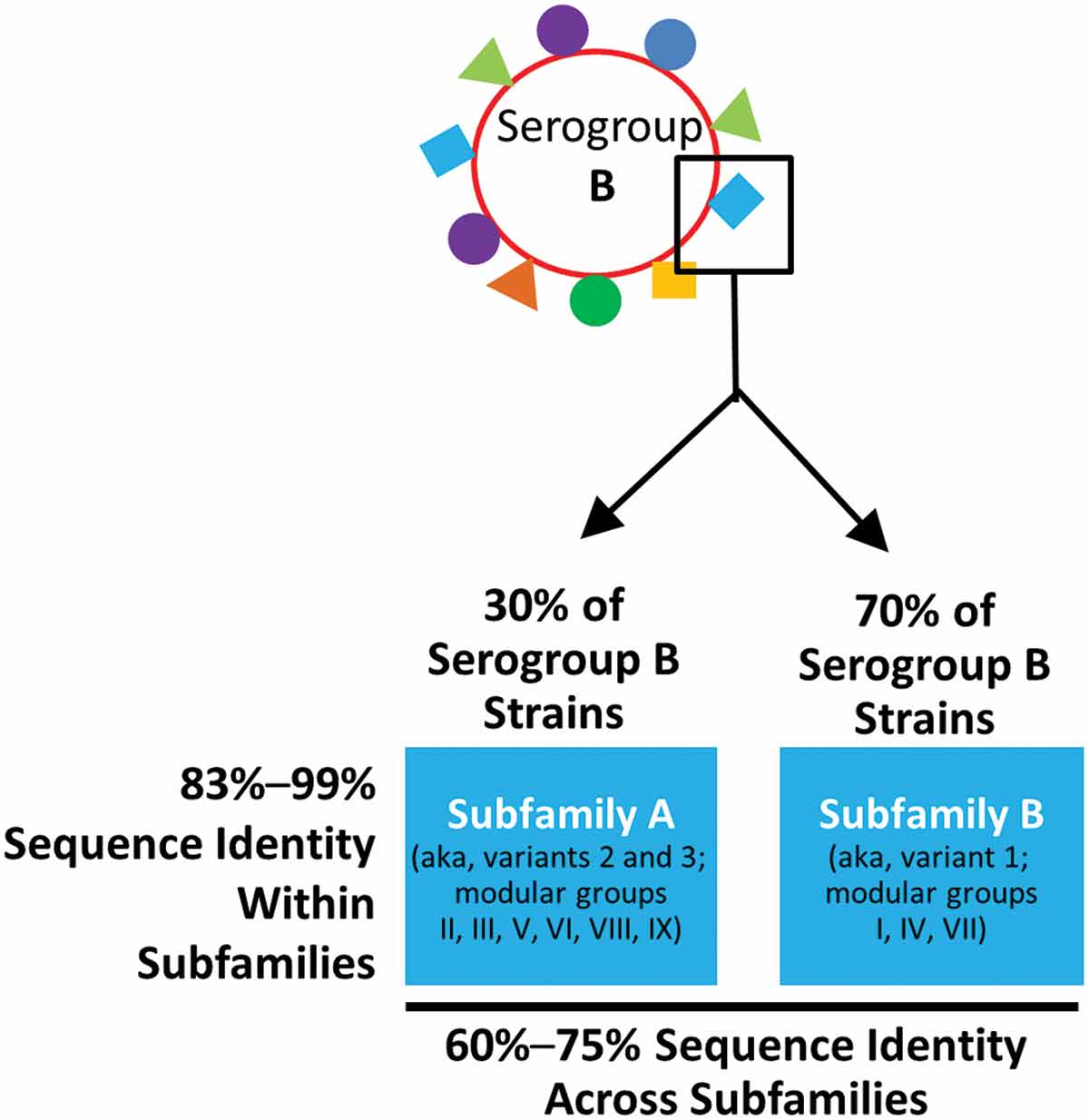 Figure 2. Meningococcal serogroup B factor H binding protein. MnB strains contain 1 of 2 distinct protein subfamilies of fHBP: subfamily A and subfamily B. Other groups also categorize fHBP into three variants (i.e. 1, 2, and 3) or 9 modular groups (i.e. I to IX).fHBP: factor H binding protein; MnB: meningococcal serogroup B.