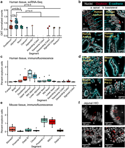 Figure 1. Oxytocin expression and production in the epithelium of the human and mouse gastrointestinal tract. a) log normalized counts of oxytocin expression in human intestinal epithelial cells reported by the scRNA-Seq data from the Gut Cell Atlas.Citation32 Significance values reflect the number of rarefactions (of 10,000) in which the comparison had a p value >0.05 by a Dunn test with a Benjamini-Hochberg correction. These p values were similar whether the number of cells expressing oxytocin or oxytocin expression counts were used. Only significance values < 0.05 are shown. Oxytocin visualized by immunofluorescence imaging in b) 6 μm or 35 μm sectioned human jejunum, antrum, or transverse colon (trans col) and d) mouse stomach, small intestine (SI), cecum, or proximal large intestine (prx LI). Percentage of cells with oxytocin staining throughout the c) human or e) mouse intestinal tract. At least 3,000 nuclei were counted per segment. For c, shape denotes individual patient. For e, shape represents sex, male (triangle) or female (circle). f) oxytocin visualized by immunofluorescence imaging in whole 3D J2-NGN3 (top) or J1006 (bottom) human intestinal organoids (HIO), differentiated but not induced for NGN3. In all images, DAPI stained nuclei are shown in white, oxytocin staining in red, and E-cadherin staining in cyan (b and d only). Apical (a) and/or basolateral (b) sides are labeled. a: all regions rarefied to 1,712 cells; duodenum: 2 patients, jejunum: 4 patients, ileum: 4 patients, cecum: 6 patients, appendix: 4 patients, ascending colon: 4 patients, transverse colon: 6 patients, descending colon 3 patients, sigmoid colon: 7 patients, rectum: 3 patients; c: fundus, body, upper ileum, descending colon, and sigmoid colon: n = 3 unique patients, antrum, duodenum, upper jejunum, mid jejunum, lower jejunum, mid ileum, lower ileum, ascending colon, and transverse colon: n = 4 unique patients; e: n = 6 mice per region.