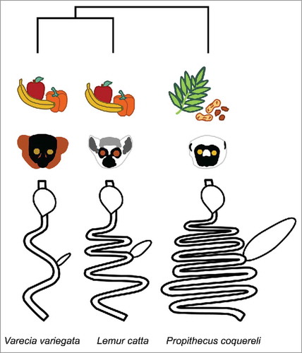 Figure 1. Varecia variegata, Lemur catta, and Propithecus coquereli represent deep lineages with diverse gut morphologies adapted to different feeding strategies. V. variegata and L. catta are fed similar diets in captivity. Gut diagrams are adapted from.Citation34