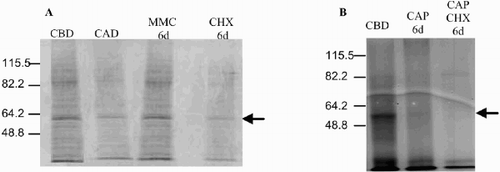 Fig. 4. Total protein composition from Dunaliella tertiolecta detected after separation in a 15% gradient SDS – PAGE and stained with Coomasie blue R 250. (A) in presence and absence of CHX or MMC. (B) in presence and absence of CAP and CAP + CHX. Abbreviations as in Fig. 3.