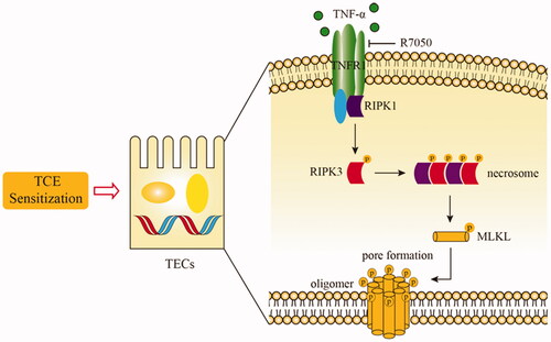 Figure 13. Schematic model of possible molecular mechanisms of TNFα/TNFR1 mediated- necroptosis during TCE sensitization.