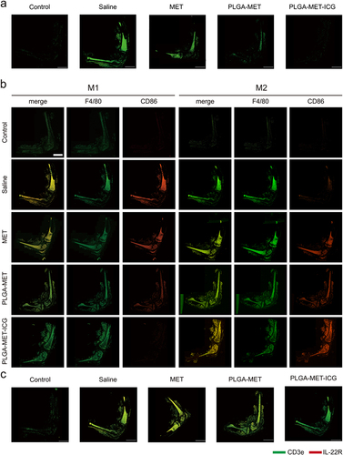 Figure 8 Immunofluorescence analysis. Joint samples were isolated and incubated with appropriate antibodies to visualize the progression of RA in inflamed regions via confocal microscopy. (a) Immunofluorescence staining for TNF-α. (b) Evaluation of M1 → M2 macrophage repolarization. F4/80 was used as a macrophage marker, CD86 as an M1 marker, and Dectin-1 as an M2 marker. (c) Staining images for IL-22R. A clear decrease in fluorescence was observed in the PLGA-MET-ICG group. (Scale bar, 2000 µm).
