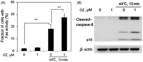 Figure 5. OZ enhances HT-induced Fas externalisation and caspase-8 activation in Molt-4 cells. Cells were pre-treated with OZ (1 μM), then treated with HT (44 °C, 10 min). (A) The externalisation of Fas was determined by flow cytometry using anti-Fas FITC-conjugated antibody 12 h after treatment. The results are presented as mean ± SD (n = 3). **p < 0.01. (B) Caspase-8 expression was evaluated by western blot analysis 12 h after treatment.