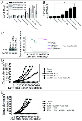 Figure 5. The calreticulin exposure induced by Tras-Permut CrossMab is essential for induction of antitumor T cell immunity against breast cancer. (A), the inhibition of cell death by caspase inhibitor Z-VAD-fmk in the range from 50 μM to 0.4 μM were evaluated after 5 d (in the absence of ligands). Mean ± SD (n = 3). *p < 0.05. (B), the surface exposure of CRT was determined by immunofluorescence cytometry 48 h after treatment with HER2 antibodies. The antibody-untreated group stained with an anti-CRT antibody was used as the negative controls. *p < 0.05. (C), in vivo antitumor protection depends on CRT. 4T1-HER2 cells were transfected with the indicated siRNAs, then treated with rCRT and/or Tras-Permut CrossMab. The antitumor response was measured by challenging BALB/c mice simultaneously with Tras-Permut CrossMab-treated tumor cells in one flank and untreated, live tumor cells in the opposite flank (n = 20). The siRNA-transfected cells were measured by immunoblotting. (D), BALB/c mice were inoculated with Matrigel-mixed 4T1-HER2 cells and then treated with Tras-Permut CrossMab or control Ig (2 mg/kg). After the first inoculation, the CrossMab-treated mice were secondarily inoculated with Matrigel-mixed 4T1-HER2 cells in the opposite flank (n = 25). Some mice were treated with anti-CD4 mAb, anti-CD8 mAb, anti-CD4 and anti-CD8 mAbs or isotype Ig. Naive mice were inoculated with Matrigel-loaded 4T1-HER2 cells as the control. *p < 0.05, Mann–Whitney test. (E), after injection of siCRT-treated 4T1-HER2 cells (containing 0.1mL Matrigel) into the inguinal mammary fat pads of female BALB/c mice, the mice were treated with Tras-Permut CrossMab (2 mg/kg). After the first challenge, the CrossMab-treated mice were subsequently inoculated with Matrigel-mixed 4T1-HER2 cells in the opposite flank (n = 25). Some mice were treated with rCRT and/or anti-CD4 and anti-CD8 mAbs (n = 25). Naive mice were inoculated with Matrigel-loaded 4T1-HER2 cells as the control. The primary tumor material is examined through measurement of tumor size. *p < 0.05, Mann–Whitney test.