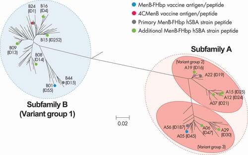 Figure 1. Phylogenetic tree for FHbp.