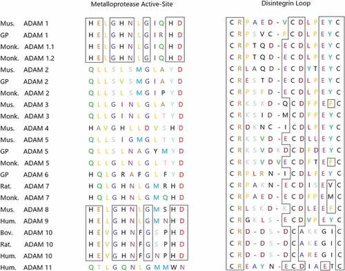 Figure 3. The truncated genes of some ADAMs families expressed in mammals. The residues HEXGHNXGXXHD of the site sequence having the ability to express metalloproteinase activity are shown in the figure. Boxes represent identical residues that are conserved among ADAMs, which encode a consistent sequence of active sites.