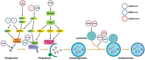 Figure 2. A proposed model of the interaction of emerging human coronaviruses and autophagy in host cells. Emerging human CoVs (SARS-CoV, MERS-CoV, or SARS-CoV-2) modulate multiple phases of autophagy in infected host cells. (1) At the start of the autophagic process, SARS-CoV and SARS-CoV-2 NSP6 proteins induce the formation of omegasome intermediates. Moreover, all three CoVs can activate the ULK1 complex to promote phagophore formation via the AMPK/MTOR signalling pathway. (2) MERS-CoV and SARS-CoV-2 facilitate AKT1/SKP2-dependent degradation of BECN1 to inhibit vesicle nucleation. Conversely, SARS-CoV and MERS-CoV PLpro deubiquitinates BECN1 to promote autophagy induction. (3) SARS-CoV NSPs and spike (S) proteins cause ER stress, triggering the UPR, and then promote phagophore elongation by activating ATG5-12-16L complex. (4) SARS-CoV and MERS-CoV PLpro induces incomplete autophagy by impairing autophagosome maturation by blocking the fusion of autophagosomes and lysosomes. Additionally, SARS-CoV ORF8b can cause lysosomal damage. UPR, unfolded protein response; ORF, open reading frame; PI3KC3-C1, class III phosphatidylinositol 3-kinase complex I; PLpro, papain protease.