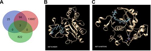 Figure 6 Identification of three intersecting targets. Targets were identified with Venn analysis (A). Molecular docking of NQO1 (B) and NOTCH2 (C) with Ast. The golden structure represents the target protein, with Ast structure in cyan.