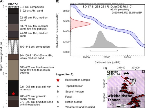 Figure 2. (A) Simplified profile drawing of core SD-17-6 that was obtained from the bottom of the depression in the north of the forest ‘Wickboldsche Tannen’. (B) Calibration of the radiocarbon sample obtained from SD-17-6; dated material was a bulk sample from the peat. (C) Detail of the depression in the north of the forest ‘Wickboldsche Tannen’ (cf. northern part of Main Map A for location) and location of coring SD-17-6 (the map is projected in UTM Zone 33U (EPSG: 32633) and refers to the horizontal reference system ETRS89/WGS84).