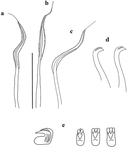 Figure 13. Myxicola mikacae. (a) 1st setiger thoracic chaeta; (b) 4th setiger thoracic chaeta; (c) 24th abdominal chaeta; (d) 4th setiger thoracic uncini; (e) 24th abdominal uncini, lateral and front view. Scale bar: 0.05 mm.