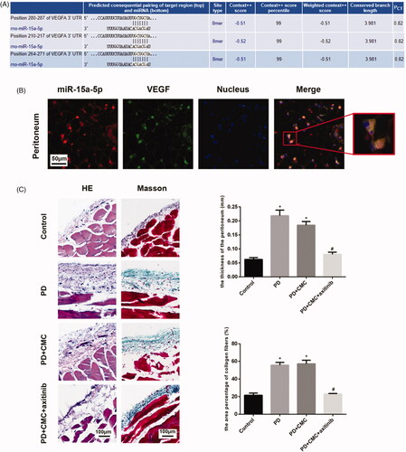 Figure 4. miR-15a-5p may targeted mRNA of VEGF. (A) Analysis of argetScan found that VEGF might be the target gene of miR-15a-5p. (B) FISH targeted at miR-15a-5p and VEGF were carried out. The magnification of the picture was 200× and 400×. (C) Hematoxylin–eosin (HE) and Masson staining are shown to analyze the paraffin sections of peritoneal tissues. *p < 0.05 versus control, #p < 0.05 versus PD.