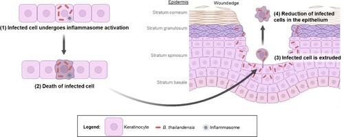 Figure 6. Schematic of the proposed strategy for elimination of Burkholderia infection at wound site. This figure was created with BioRender.