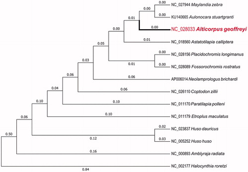 Figure 1. Maximum likelihood tree of complete mitochondrial genome of A. geoffreyi and 13 other closely species, which have complete mitochondrial genome sequences in NCBI. The numbers in front of the species are GenBank accession numbers.