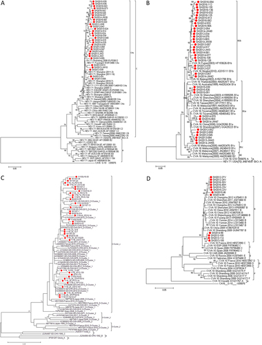 Fig. 3 Phylogenetic analysis of EV71, CVA16, CV-A6 and CV-A10 circulating in Shanghai in 2012-2016. a Total VP1 gene sequences from 31 EV71 strains (891 bps) in this study and 41 reference sequences downloaded from GenBank were used for phylogenetic analyses. EV71 strains circulating in Shanghai in 2012–2016 belonged to the C4a cluster. b Total VP1 gene sequences from 39 CV-A16 strains (891 bps) in this study and 22 reference sequences downloaded from GenBank were used for phylogenetic analyses. CV-A16 strains circulating in Shanghai in 2012–2016 belonged to B1a and B1b clusters. c Partial VP1 gene sequences from 38 CV-A6 strains (354 bps) in this study and 42 reference sequences downloaded from GenBank were used for phylogenetic analyses. CV-A6 strains circulating in Shanghai in 2012–2016 belonged to D-cluster 1. d Partial VP1 gene sequences from 12 CV-A10 strains (572 bps) in this study and 31 reference sequences downloaded from GenBank were used for phylogenetic analyses. CV-A10 strains circulating in Shanghai in 2012–2016 belonged to B cluster.