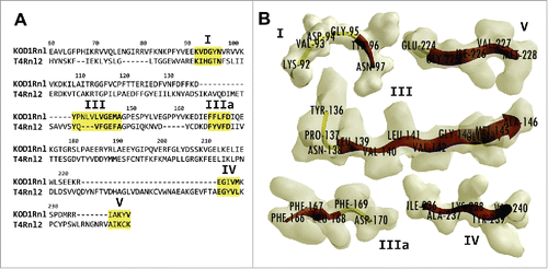 Figure 2. Alignment and structure of KOD1Rnl motifs. (A) Protein sequence of KOD1Rnl aligned against that of T4Rnl2, showing the conserved motifs (I-V) of Rnl2-like ligases. The five motifs are highlighted in yellow. Fully or semi- conserved amino acids within the motifs are bolded. (B) The predicted structures of the 5 motifs in KOD1Rnl. The β sheets are displayed in red, and the random coils are displayed in yellow. The amino acid residues are labeled.