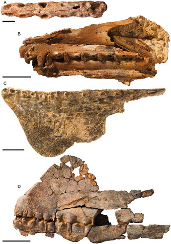 Fig. 7. Australian Mesozoic pterosaurs. A, Aussiedraco molnari (QM F10613; holotype) mandible in dorsal view. Scale = 1 cm. B, Mythunga camara (QM F18896; holotype) partial skull and mandible in left lateral view. Scale = 5 cm. C, Thapunngaka shawi (KK F494; holotype) mandible in left lateral view. Scale = 5 cm. D, Ferrodraco lentoni (AODF 0876; holotype [part]) partial skull and mandible in left lateral view. Scale = 5 cm.