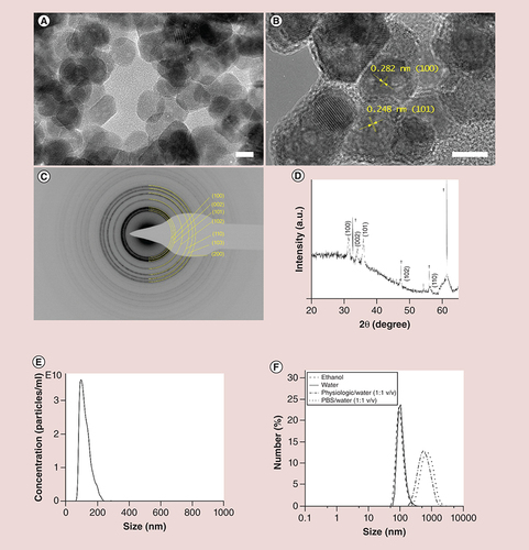 Figure 1. Zinc oxide nanocrystals characterization results. (A) Transmission electron microscopy and (B) high-resolution transmission electron microscopy images of the nanocrystals, scale bars are 10 nm. (C) Selected area electron diffraction pattern. (D) x-ray diffraction pattern. (E) Nanoparticle-tracking analysis of zinc oxide nanocrystals in double-distilled water. (F) Dynamic light scattering results of zinc oxide nanocrystals in different media (ethanol, double-distilled water, PBS and physiologic solution). †Peaks of Si-wafer.PBS: Phosphate-buffered saline.