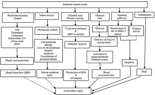 Figure 1 Pathogenesis of contrast-induced acute kidney injury. NLRP3, NOD-like receptor pyrin containing 3.