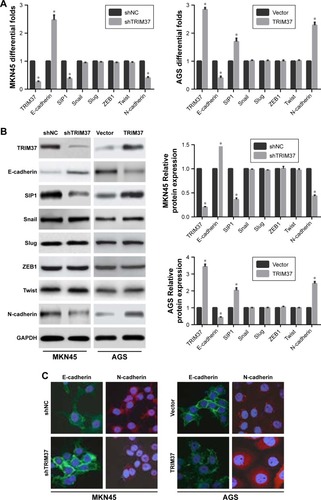 Figure 4 Effects of TRIM37 knockdown or overexpression on EMT-related markers in GC cells.