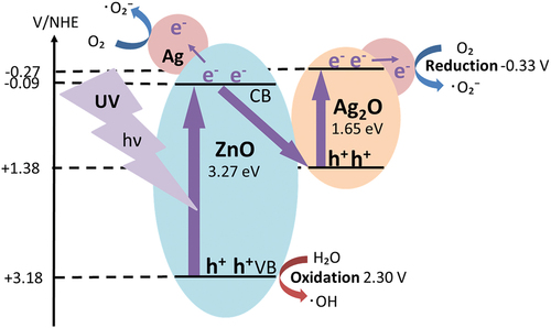 Figure 12. Postulated mechanism for the photocatalytic degradation of DBP with Ag/Ag2O/ZnO in water.