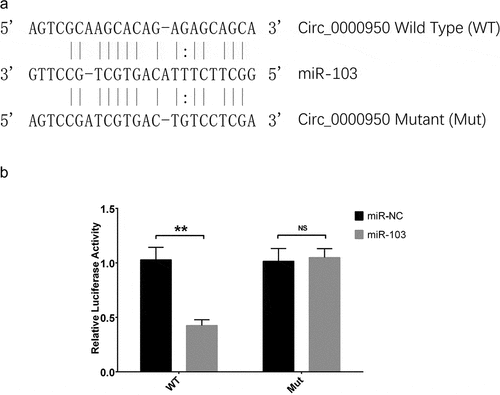 Figure 10. Luciferase reporter assay of circ_0000950. MiR-103 sequence as well as binding sites between circ_0000950 and miR-103 were shown (a). The relative luciferase activity for wild type circ_0000950 was reduced in the miR-103 group compared to a miR-NC group, while the relative luciferase activity for mutant circ_0000950 was unchanged in the miR-103 group compared to miR-NC group (b). Comparison of luciferase activity was determined by t test. **P< 0.01, NS, non-significant. P value < 0.05 was considered significant.