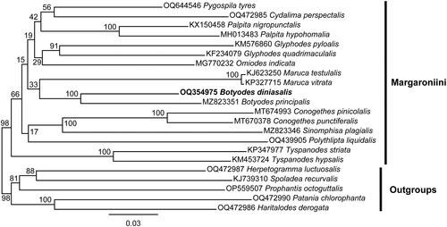 Figure 3. Maximum likelihood (ML) tree of 17 species within the tribe Margaroniini based on 13 PCGs of the mitogenome with 5 Spilomelinae species as outgroups. The following sequences were used: OQ644546 Pygospila tyres (Kalawate et al. Citation2022), OQ472985 Cydalima perspectalis (Gao et al. Citation2021), KX150458 Palpita nigropunctalis (Chen Citation2022), MH013483 Palpita hypohomalia (Yang et al. Citation2018a), KM576860 Glyphodes pyloalis (Kong and Yang Citation2016), KF234079 Glyphodes quadrimaculalis (Park et al. Citation2015), MG770232 Omiodes indicata (Yang et al. Citation2018b), KJ623250 Maruca testulalis (Zou et al. Citation2016), KP327715 Maruca vitrata (Margam et al. Citation2011), MZ823351 Botyodes principalis (Liu et al. Citation2021), MT674993 Conogethes pinicolalis (Ra et al. Citation2021), MT670378 Conogethes punctiferalis (Ra et al. Citation2021), MZ823346 Sinomphisa plagialis (Liu et al. Citation2022), OQ439905 Polythlipta liquidalis (Yang et al. Citation2023), KP347977 Tyspanodes striata (Ma et al. Citation2016), KM453724 Tyspanodes hypsalis (Wang et al. Citation2016), OQ472987 Herpetogramma luctuosalis (Zhou and Yang Citation2023a), KJ739310 Spoladea recurvalis (He et al. Citation2015), OP559507 Prophantis octoguttalis (Tang and Du Citation2023), OQ472990 Patania chlorophanta (Zhou and Yang Citation2023b), OQ472986 Haritalodes derogata (Zhao et al. Citation2016). The numbers on the nodes refer to the bootstrap value.