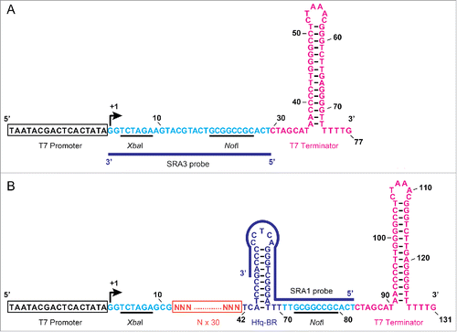 Figure 1. Structure of the region inserted into the artificial sRNA expression plasmid. (A) Nucleotide sequence of the region inserted into the plasmid vector, pET-28DEL. The T7 promoter sequence is boxed in black and the transcription start site is indicated with a curved arrow. Secondary structure of the T7 terminator sequence is shown in pink. Numbers indicate the nucleotide positions from the transcription start site. Cloning site with two restriction sites is indicated in light blue. (B) Nucleotide sequence of the region inserted into the artificial sRNA expression plasmid, pASRII. ‘N’ indicates an unspecified nucleotide, and 30 Ns form a random nucleotide sequence (boxed in orange). Secondary structure of the putative Hfq-RNA-chaperone-binding region (Hfq-BR) is shown in purple. The positions of the SRA1 and SRA3 probes used for the RNA gel blotting analysis are indicated with blue lines (also see Table S1).
