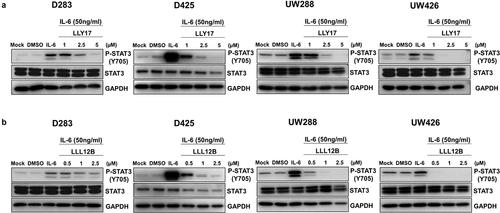 Figure 1. LLY17 and LLL12B inhibited IL-6 induced phosphorylation of STAT3 in human medulloblastoma cells. D283, D425, UW288, and UW426 human medulloblastoma cells were seeded and cultured overnight. Cells were pre-treated with LLY17 (1 µM, 2.5 µM and 5 µM), LLL12B (0.5 µM, 1 µM, and 2.5 µM) or DMSO for 4 hours in 0% FBS, then stimulated by 50 ng/ml IL-6 for additional 30 minutes and harvested for Western blot. Western blot analysis of P-STAT3 (Y705) and STAT3 in LLY17 (a) and LLL12B (b) treated cells. GAPDH was used as a protein loading control