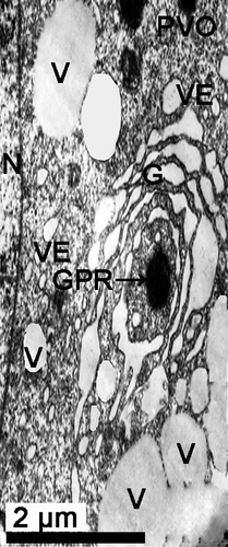 Figure 5.  Electron micrograph of oogenesis in female Protothaca (Notochione) jedoensis. An early vitellogenic oocyte (EVO). Note the Golgi product (GPR, arrow) near the vacuoles (V) and vesicles (VE) which is formed by the Golgi complex (G).