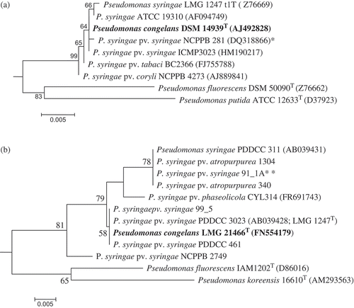 Fig. 5. a, 16S rRNA and b, gyrase B maximum likelihood (ML) phylogeny reconstructions revealed a close relationship between Pseudomonas syringae and Pseudomonas congelans. 16S rRNA (1290 positions) phylogeny was implemented using the General Time Reversible model while gyrase B DNA sequences were translated to amino acids (183 positions) and phylogeny inferred using the Poisson correction model. Both phylogenies were inferred using MEGA4 (Tamura et al., Citation2007) with bootstrap values (1000 replicates) shown next to the branch nodes. Trees were rooted with Escherichia coli (X80725) for 16S rRNA and E. coli E1140 (HQ660616) for gyrase B. Asterik(s) indicates the neopathotype strain (*) or a strain tentatively identified as pathovar syringae (**).