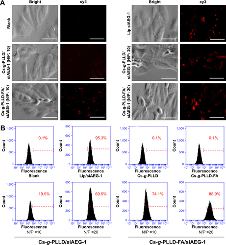 Figure S3 (A) Fluorescence images under an inverted fluorescence microscope (×400 magnification) and (B) representative histograms of the percentage of fluorescent cells analyzed by flow cytometry for cy3-siRNA fluorescence 24 hours after the final transfection in U2OS cells. Scale bar 50 μm.Abbreviations: N/P, nitrogen/phosphorus; FA, folic acid; PLLD, poly (L-lysine) dendrons; AEG-1, astrocyte elevated gene-1; Cs-g-PLLD-FA, a novel nanoscale polysaccharide derivative prepared by click conjugation of azido-modified chitosan with propargyl focal point PLLD and subsequent coupling with FA; Lip, Lipofectamine 2000.