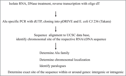 Figure 1 Experimental approach to identify transcribed “active” Alu DNA elements and their chromosomal location. A stringent protocol was developed to isolate Alu RNA and to prepare cDNA sequences in order to search of the active, i.e., expressed/transcribed Alu DNA elements within the human genome.