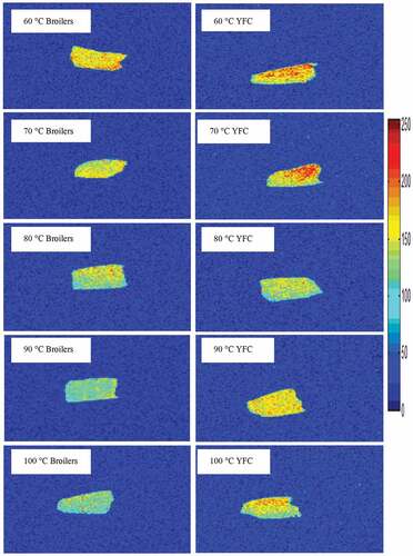 Figure 5. H-proton density images of breast samples obtained from broilers and YFC subjected to cooking at different temperatures for 40 min. YFC: Yellow-feathered chicken