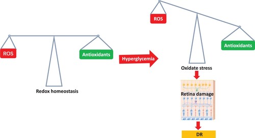 Figure 2. Diabetes disrupts Redox balance in retina induced by hyperglycemia. There exists a delicate balance between the formation of free radicals and the antioxidant defense mechanisms under normal physiological conditions. Hyperglycemia induced by diabetes disrupts this equilibrium by promoting ROS production while simultaneously suppressing retinal antioxidant response.