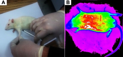 Figure 7 Injection stage (A) and in vivo image of mice 3 mins after of injection (B).