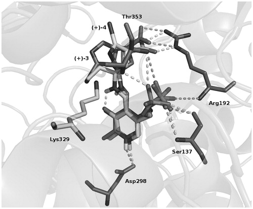 Figure 3. Superposition of co-crystallized Vigabatrin-PLP with proposed binding mode of (+)-3 (dark gray) and (+)-4 (light gray) as provided by Plants. H-bonds are shown as dotted lines in light gray for Vigabatrin-PLP, in dark gray for adduct 8. Lys329, involved in nucleophilic attack, is reported in stick. Distances between ɛ-amino group of Lys329 and the electrophilic center of Vigabatrin and adduct 8 are 2.3 and 2.9 Å, respectively. The main residues involved in binding are also reported.