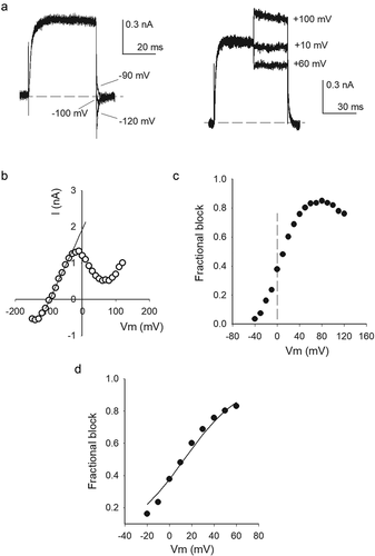 Figure 6. Na+ permeation and block in low K+ conditions. (a) Left panel: Superposed currents (Nao/20Ki solutions) evoked by 0 mV/30 ms pulses, at pulse end Vm was repolarized to the indicated potentials. Note the inward Na+ current. Right panel: currents recorded in the same cell in A illustrating internal Na+ block, and the voltage-driven unblock of the pore (see Tex). (b) Instantaneous I–V relationship of the traces in A. (c) Fractional Nai block vs. Vm. Fractional block was assessed as: fb = 1-(Io/Ie), were Ie is the expected current in the absence of Nai block, and Io is the actual, observed, current (see Text). Ie was evaluated from the least-squares line (solid straight line through the points in B) that fits the observed current (Io) between −80 and −40 mV, where Io varies linearly with Vm (r = 0.999): Ie = 1.98+(0.019)Vm. The vertical dashed line helps to visually separate fb at negative vs. positive Vm. (d) Fractional Na+ block restricted to the voltage range where fb does not decrease with Vm, data from C. The line is the fit of the points with a Woodhull equation: Kd(0)*exp[zd(F/RT)*Vm], with z = +1, d = 0.98, Kd(0) = 170 mM