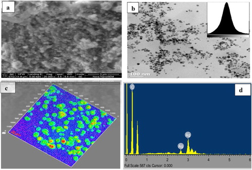 Figure 4. (a) SEM image; (b) and (c) TEM with corresponding Surface interactive 3D Image; (d) EDX of CPAgNp (2:3) from C. paradisi aqueous peel extracts.