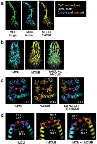 Figure 1. Structural modeling of MCUB and the mitochondrial calcium uniporter (mtCU). Using Modeler [Citation35], a program for comparative three-dimensional protein structure analysis [Citation37], we uploaded the structural data for fungal MCU (PDB 6D7 W) reported in Fan et al. [Citation36] and predicted the structure of human MCU followed by a subsequent prediction of human MCUB. (a) Comparison of monomeric structure. (b) Comparison of human MCU and MCUB homo-oligomeric tetrameric structure. (c) Zoom view of the mouth of the hydrophilic ionic pore formed by MCU tetramer, MCUB homo-oligomeric tetramer, and a hetero-oligomeric tetramer (1 MCUB: 3 MCU). Red sphere represents a calcium (Ca2+) ion and purple and orange highlight the DIME motif. The dashed white line is a theoretic measurement in angstroms (a) between Aspartate-261 MCU residues or Aspartate-322 MCUB residues. (d) Zoom of the sideview of opposing DIME motifs of MCU, MCUB, and MCU/MCUB hetero-oligomeric structure.