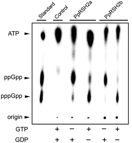 Fig. 5. In vitro (p)ppGpp synthesis by recombinant PpRSH2a and PpRSH2b proteins.Notes: Recombinant PpRSH2a and PpRSH2b proteins were prepared using a cell-free protein synthesis system. After reaction of PpRSH2a or PpRSH2b in the presence of 1 mM ATP (with 0.025 μCi/μL [γ-32P]ATP) and 1 mM GDP or GTP, a portion of the reaction mixture was applied to a PEI-cellulose TLC plate, which was developed with 1.5 M aqueous KH2PO4. The [32P]-labeled (p)ppGpp was visualized by autoradiography. A solution of cell-free protein synthesis system with empty pTD1 vector, which was applied to assay for (p)ppGpp synthetic activity, was used for control. The mixture of [32P]-labeled (p)ppGpp synthesized by pyrophosphate transferase of Streptomyces morookaensis was applied to same TLC as standard.