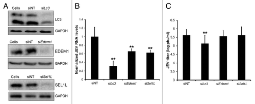 Figure 8. LC3 is an essential host factor for JEV replication. (A) Neuro2a cells transfected with control nontargeting (NT) or Lc3 (Lc3a and Lc3b), Sel1l and Edem1 siRNA were lysed 48 h post-transfection and probed with corresponding antibodies and loading control, GAPDH. (B) Viral RNA levels as determined by qRT-PCR in siRNA treated Neuro2a cells infected with JEV (MOI 5, 24 h). (C) JEV titers in culture supernatants of cells treated as described in (B). The Student t test was used to calculate P values. *P < 0.05, **P < 0.01.