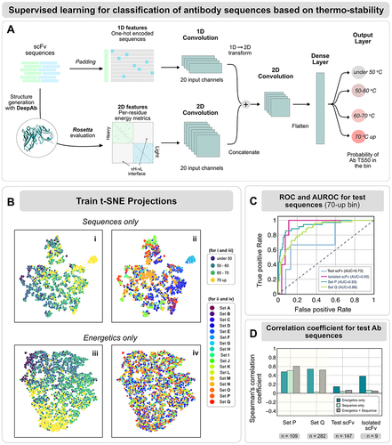 Figure 3. Energy features can extract ’generalizable’ information of thermostability. (a) The supervised convolutional network architecture for classification of antibody sequences. The input scFv sequences pass a structure-generation module with DeepAb followed by Rosetta-based evaluation to estimate per-residue energies for each amino acid residue in the scFv structure. The sequences are one-hot encoded (top branch) and the energetic features, represented as an i-j matrix(bottom branch), are provided to the network. The output from the sequence branch and the energy branch are passed through a dense-layer to generate the probabilities of the sequence to lie in each of the temperature bins. (b) t-stochastic neighbor embeddings from the energetics-only model colored by the temperature bins. (c) Receiver-operating characteristic curve to demonstrate the classification of the test sequences for the above-70 bin with the energetics-only model. Note that Test scFv and Isolated scFv have a smaller sample size, explaining the relatively less rugged nature of the curves. (d) The model’s performance metrics for the classification task on completely blind test scFv sequences is reported with the Spearman's correlation coefficient.