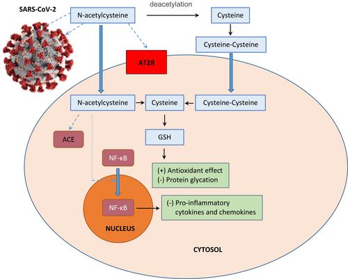 Figure 1 Schematic representation of the possible effects of N-acetylcysteine on SARS-CoV-2 infection. N-acetylcysteine may inhibit envelope (E) protein and spike (S) protein of the virus, decrease angiotensin II receptor binding (AT2R), inhibit angiotensin converting enzyme (ACE), induce endogenous glutathione (GSH) synthesis which is associated with increased antioxidant effect and decreased glycation of intracellular proteins, and prevent nuclear translocation of NF-κB which suppresses the production of pro-inflammatory mediators and cytokines.