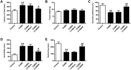 Figure 5 Effect of BDNF overexpression on CUMS-induced depression in NSFT, SPT, and FST. (A) Delayed feeding in mice. (B) Determination of feed consumption. (C) Determination of sucrose preference. (D) Determination of the amount of immobility in rat. (E) Determination of swimming time in rats. n = 6. **P <0.01 vs control group; #P <0.05, ##p <0.01, vs CUMS + LV-MOCK.