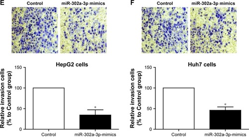 Figure 3 Effects of miR-302a-3p on the tumoral phenotypes of HCC cells.